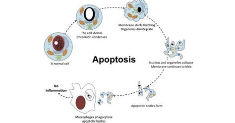 Apoptosis - www.medicoapps.org