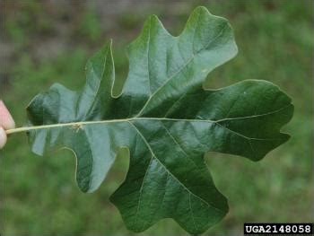 Types Of Oak Tree Leaves