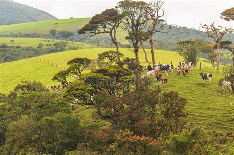 Cows at Ambewela Diary Farm, the Prime Location for Milk Production in Sri Lanka Stock Photo ...