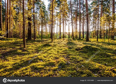 Sunrise in pine forest — Stock Photo © haveseen #147414881