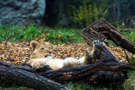 Lion cub laying down stock photo. Image of dangerous - 29289708