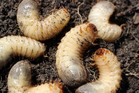 8 Incredible Maggot Facts - Fact Animal