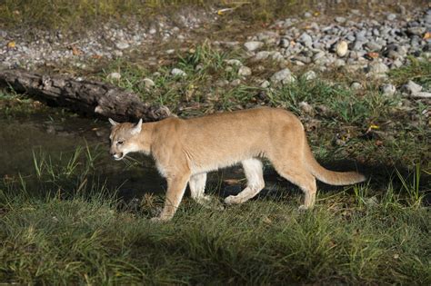 A Mountain Lion That Hiked 450 Miles From Canada to Montana Has Been Killed - It was perfectly ...