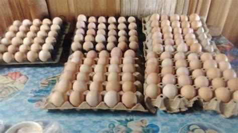 Philippine Native Chicken | RIR AND PBR fertile eggs for sale