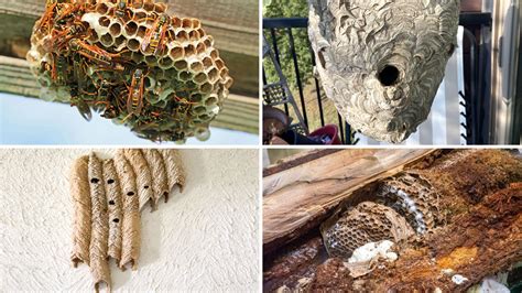 Hornet Nest vs Wasp Nest (How to Spot the Difference)