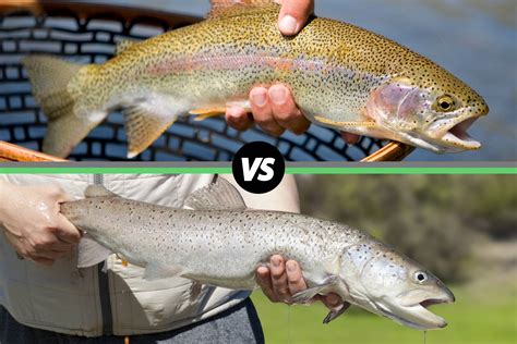 Trout vs. Salmon: What's the Difference? – Alaskan Salmon Co.