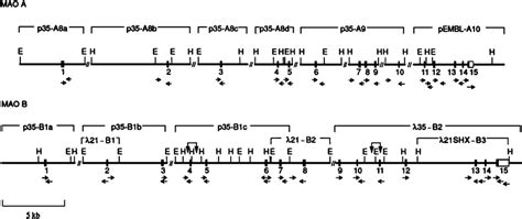 Partial structural map of the monoamine oxidase (MAO) A and B genes... | Download Scientific Diagram