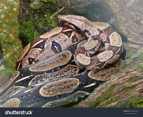 Boa Constrictor Constrictor Amazon Rainforest Stock Photo (Edit Now ...