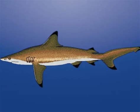 Blacktip shark - Facts, Diet, Habitat & Pictures on Animalia.bio