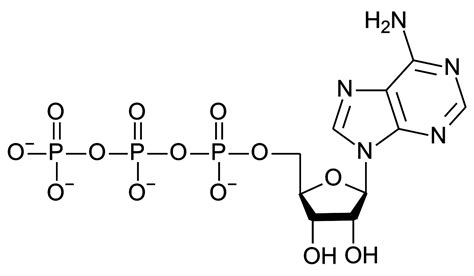 File:ATP structure.svg - Wikimedia Commons