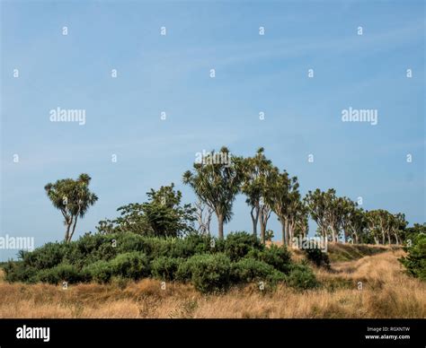 Ngati tupaia hapu ngati ruanui hi-res stock photography and images - Alamy