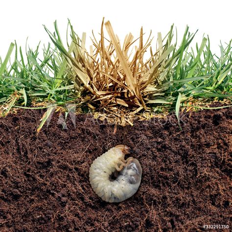 Ongedierte in het gras : hoe omgaan met engerlingen, emelten, mieren, mollen, … | Gazonexpert