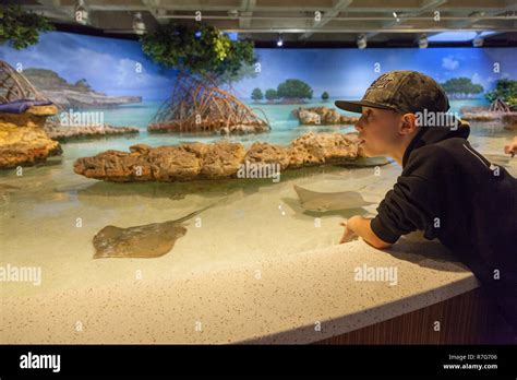 Shark and Ray Touch Tank, New England Aquarium, Boston ,Massachusetts ...