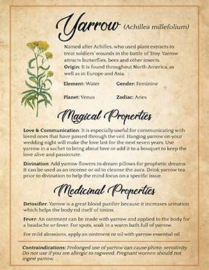 Yarrow Magical Uses: Love, Divination & Protection – Spells8