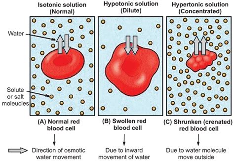 Effect of Osmotic Pressure on Red Blood Cells (RBCs)