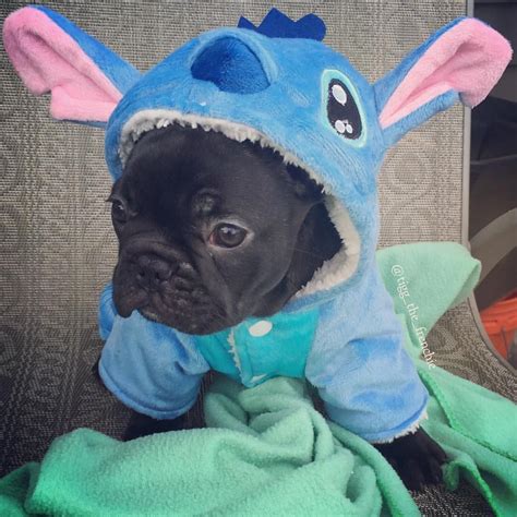 It might be March but I've decided on my Halloween costume! #tigg #narcoleps… | French bulldog ...