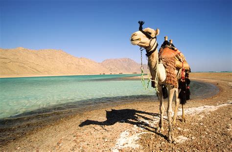 Egypt Desert Safari 2022 | Try different desert safari Egypt