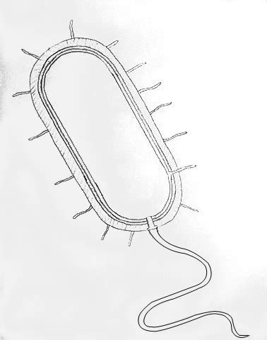 DRAW IT NEAT : How to draw Bacteria