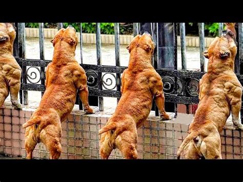 Top 10 Most Muscular Dog Breeds I SUPREME MUSCULAR DOGS - YouTube