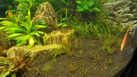 Brown algae blooms | UK Aquatic Plant Society