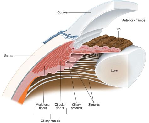 Lens Anatomy - The Cataract Course