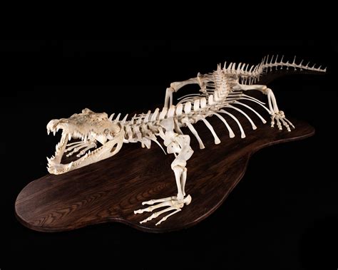 Crocodile Taxidermy - Skeletal articulation