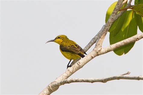 Sulawesi, Halmahera and Ternate Birdwatching Trip 2014 | Chris Hill Wildlife Photography