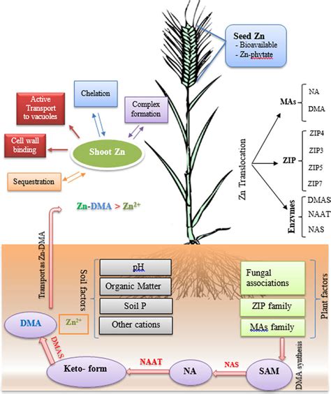 Role of soil and plant factors affecting zinc uptake, transport and ...