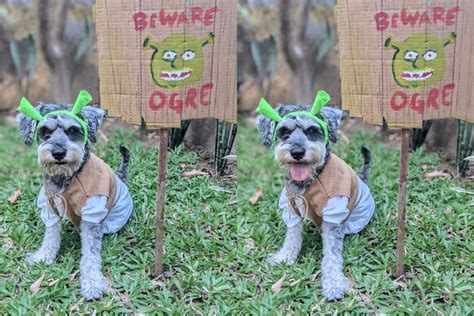 Shrek dog costume | Shrek, Dog halloween costumes, Shrek costume