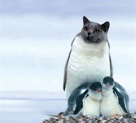 Pet Penguins