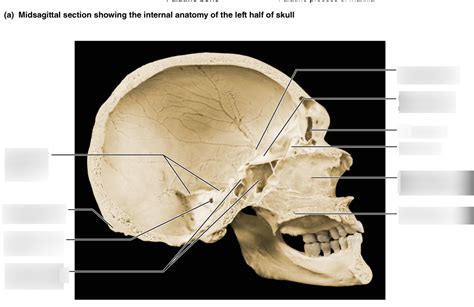 Midsagittal skull Diagram | Quizlet