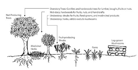 Multi Storey Cropping - Agriculture Notes