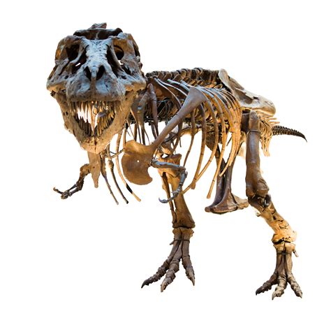 File:Dinosaur skeleton (8139906747) white background.jpg - Wikimedia Commons