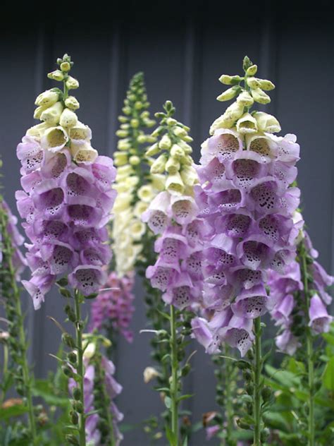 Digitalis Camelot Lavender | Bluestone Perennials