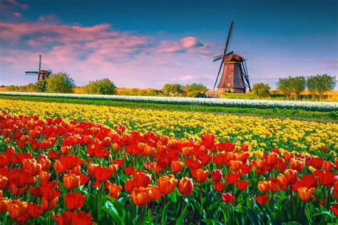 Old Windmills and Colorful Tulip Fields at Sunset, Kinderdijk, Netherlands Stock Photo - Image ...