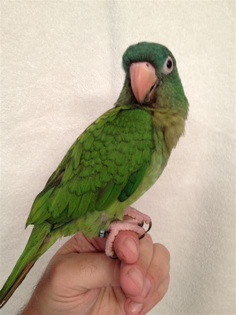 Blue Crown Conure #170209 for sale in Raleigh, , NC