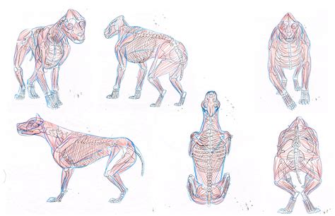 Hyenas: Anatomy Studies and Illustration on SCAD Portfolios