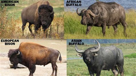 What is the Difference Between Bison and Buffalo?