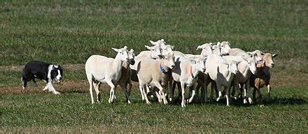 Sheepdog trial - Wikipedia