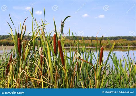 Cattail at a Pond, Close-up Stock Photo - Image of water, rural: 124840998