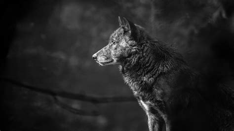 Majestic Wolf in Black & White - HD Wallpaper