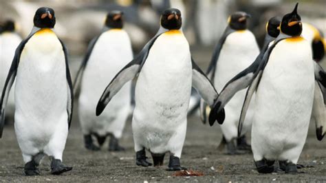 Scientists Put Penguins on a Treadmill to Learn About Their Waddle | Mental Floss