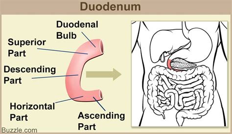 Duodenum Function | Health heal, Digestion problems, Carcinoid syndrome