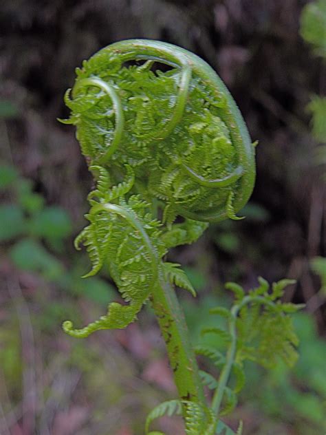 Fiddlehead fern | Peter Stevens | Flickr