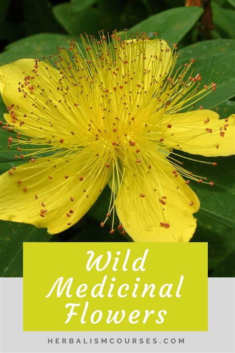 Wild Medicinal Plants – 5 Common Healing Flowers | Home Herb School | Healing flowers, Herbalism ...