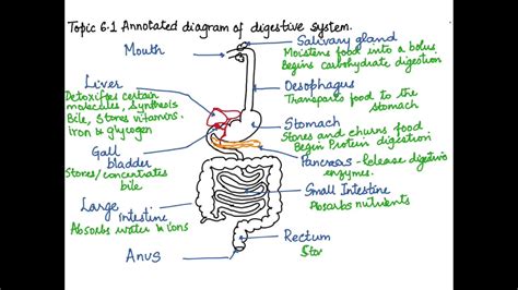 IBDP BIOLOGY TOPIC 6.1: SKILL 1 DRAWING AN ANNOTATED DIAGRAM OF THE DIGESTIVE SYSTEM - YouTube