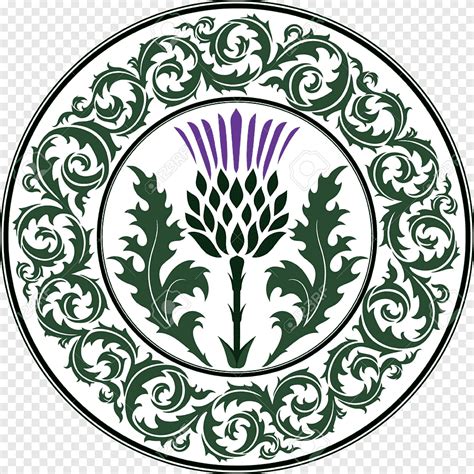 National symbols of Scotland Thistle, Lallybroch, white, leaf png | PNGEgg