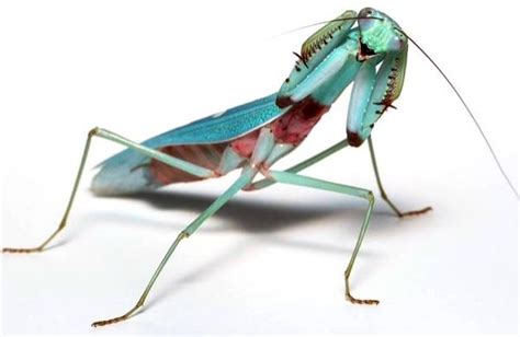 Blue Mantis | Praying mantis, The incredibles, Pray