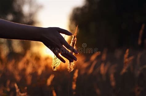 4,258 Hand Touching Grass Stock Photos - Free & Royalty-Free Stock ...