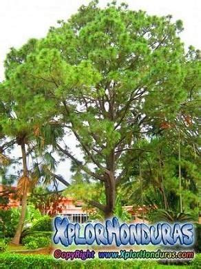 El Pino Arbol Nacional de Honduras | Arboles, Honduras, Día del arbol